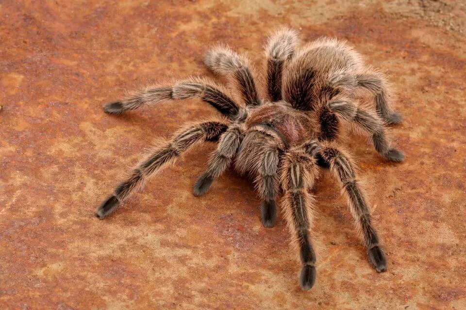 /img/21366-humidity-for-tarantula.webp