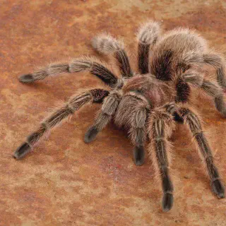 /img/21366-humidity-for-tarantula.webp