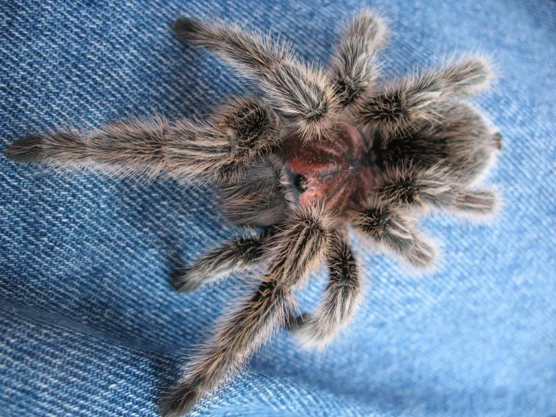 21367 chilean rose tarantula morphs
