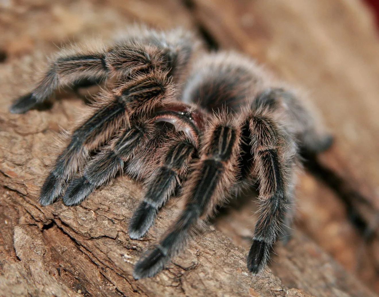21367 chilean rose tarantula overview