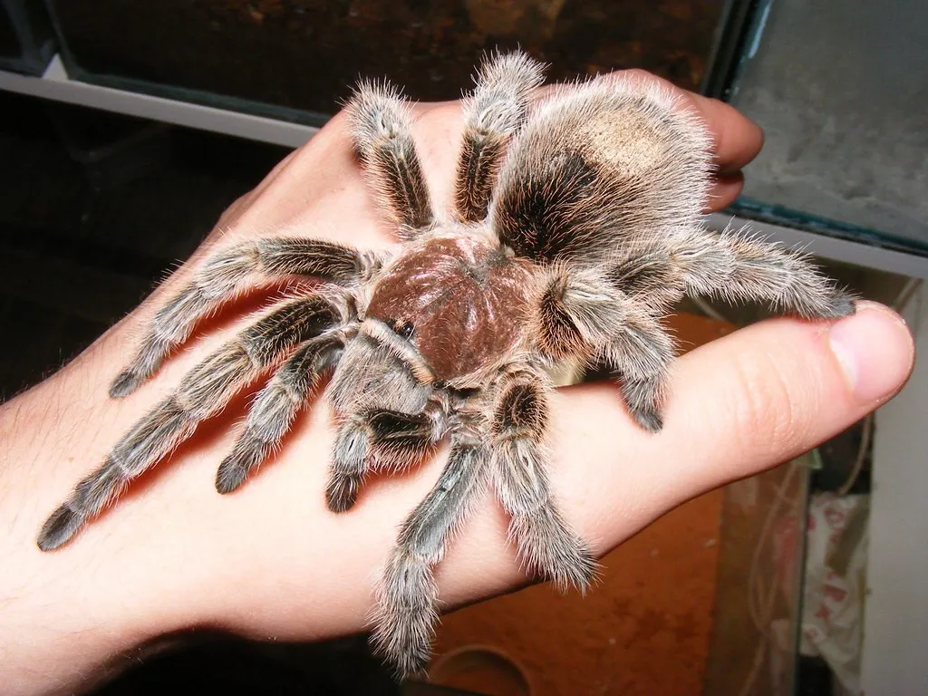 21367 chilean rose tarantula size comparison