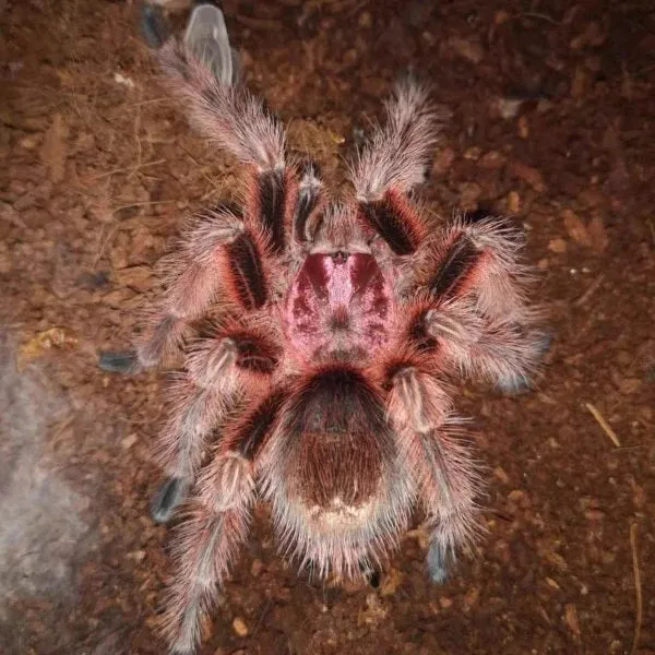 21367 tarantula enclosure setup