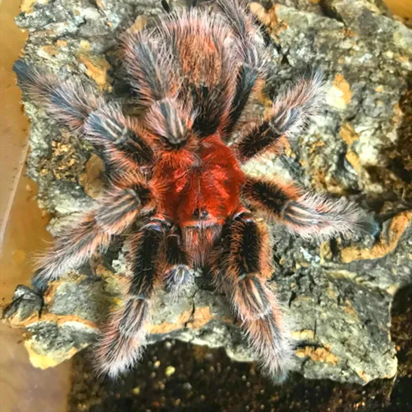 21367 tarantula feeding guide