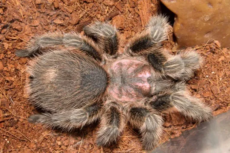 /img/21367-tarantula-veterinary-care.webp