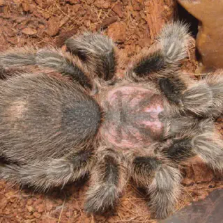 /img/21367-tarantula-veterinary-care.webp