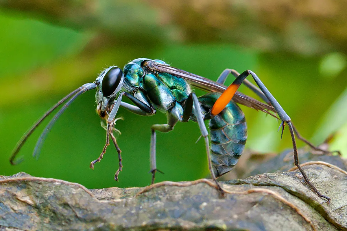 21370 tarantula hawk close up stinger