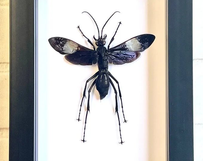 21370 tarantula hawk habitat