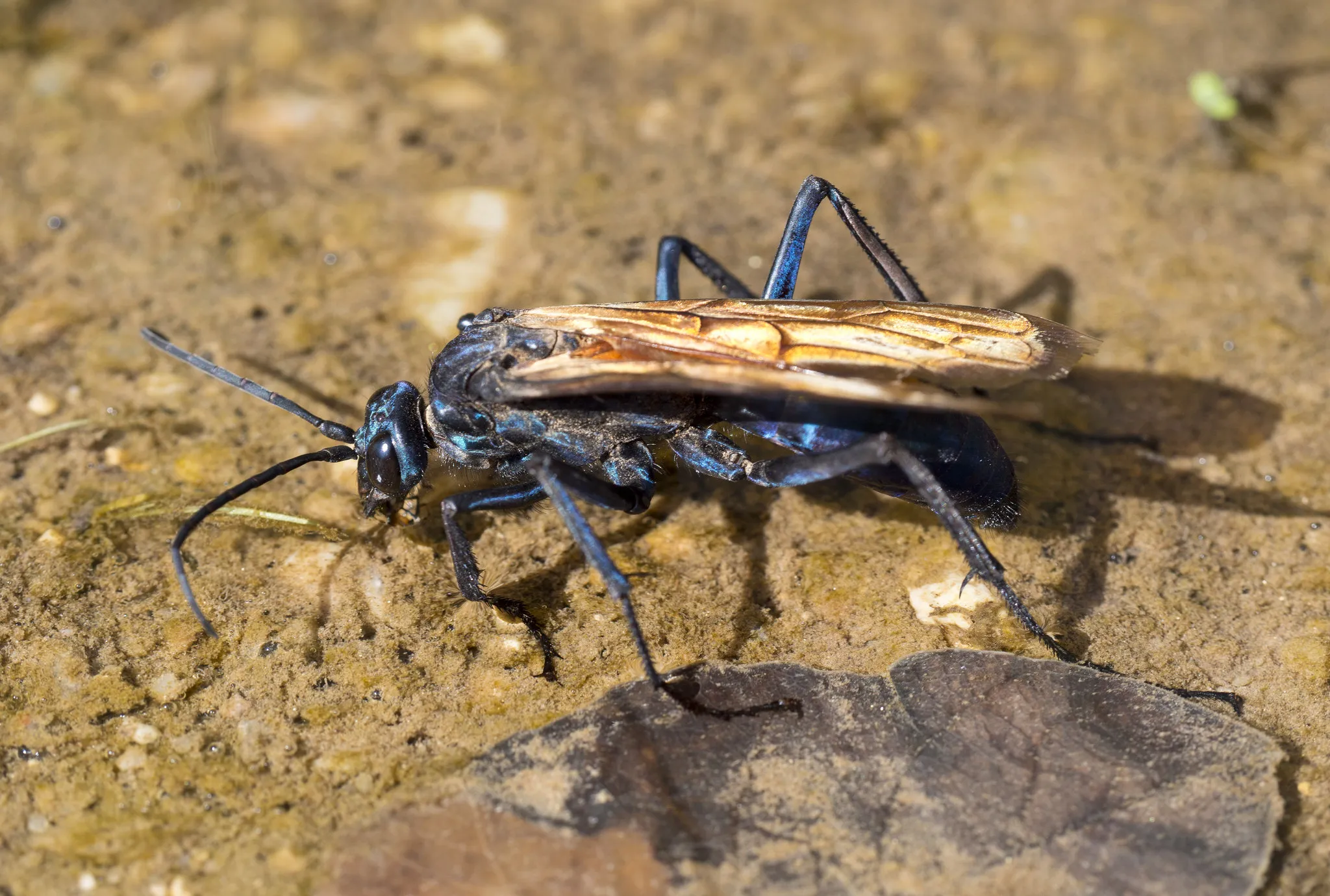 21370 tarantula hawk on flower