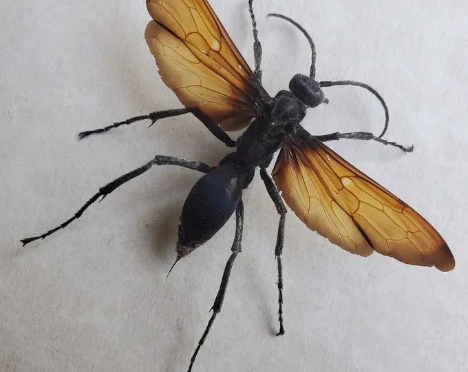 21370 tarantula hawk stinging tarantula
