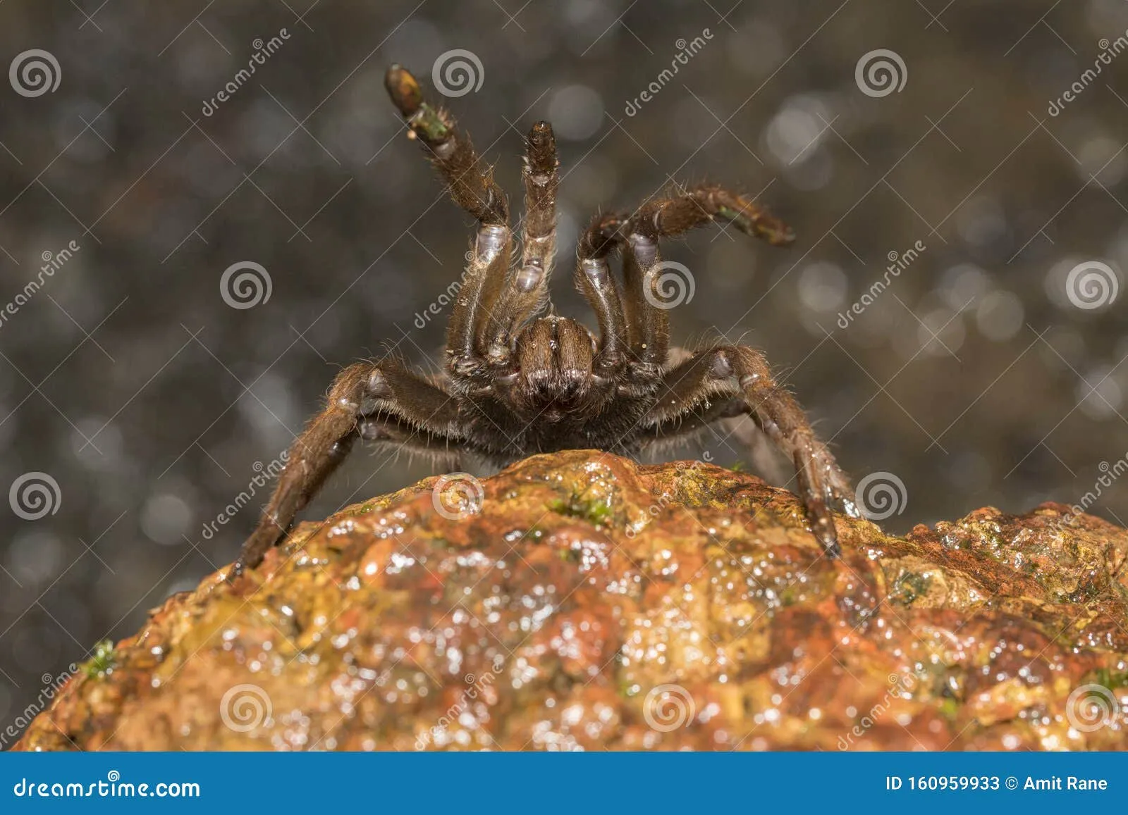 21371 poecilotheria regalis
