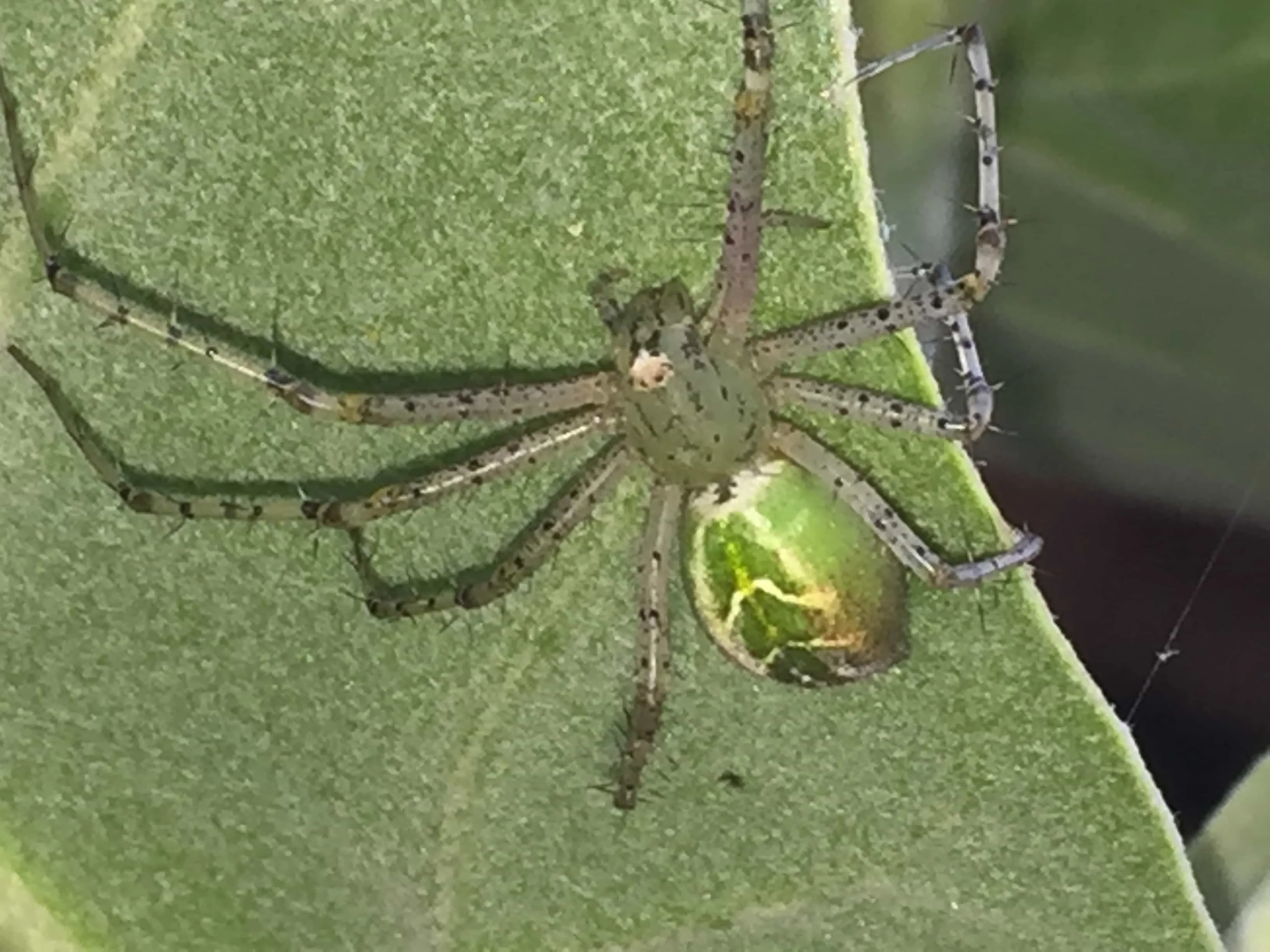 21371 tarantula spider defense