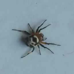 21371 tarantula spider feeding