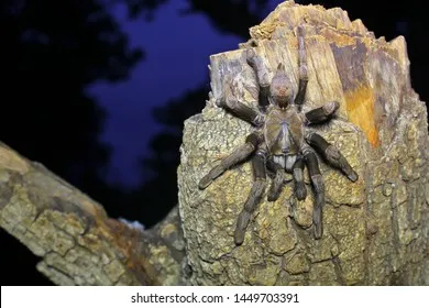 21371 tarantula spider pet