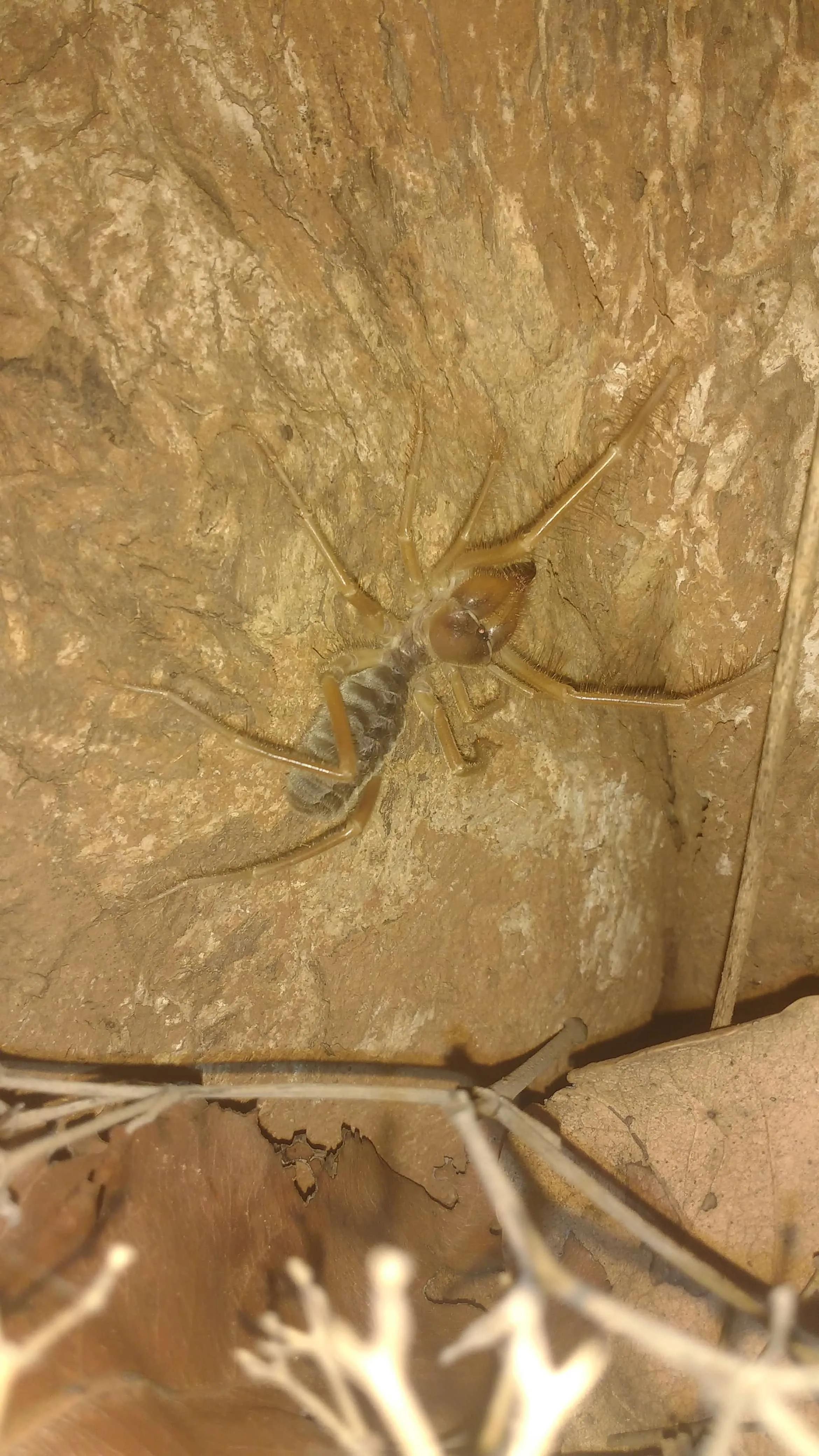 21371 tarantula spider size