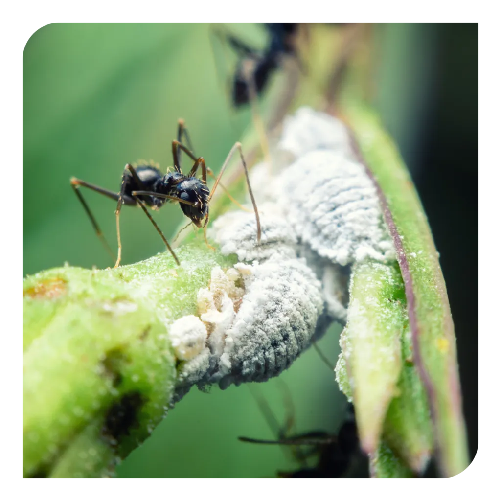 21372 preventing ant infestation