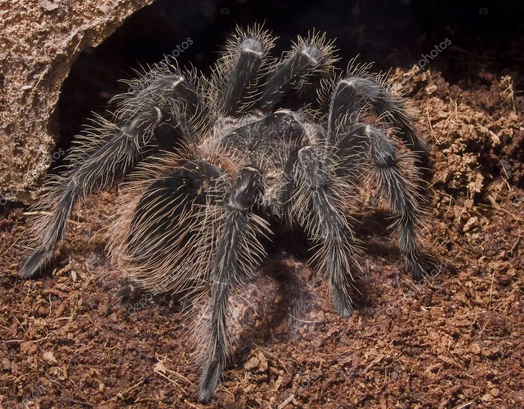 /img/21373-protecting-from-tarantulas.webp