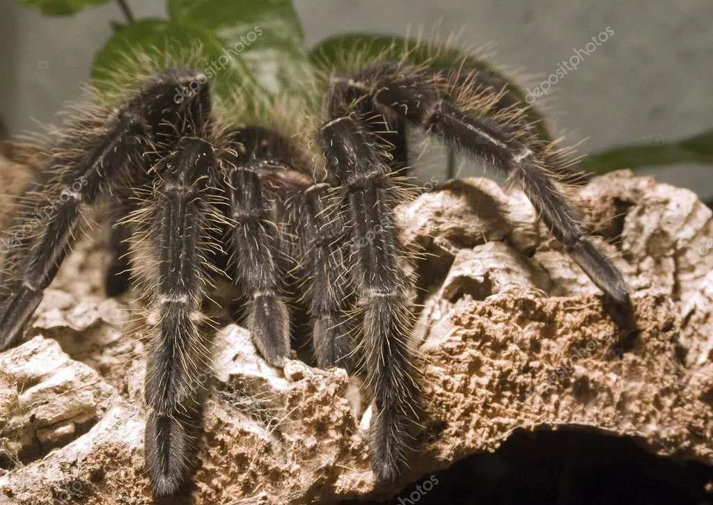 21373 tarantula feeding