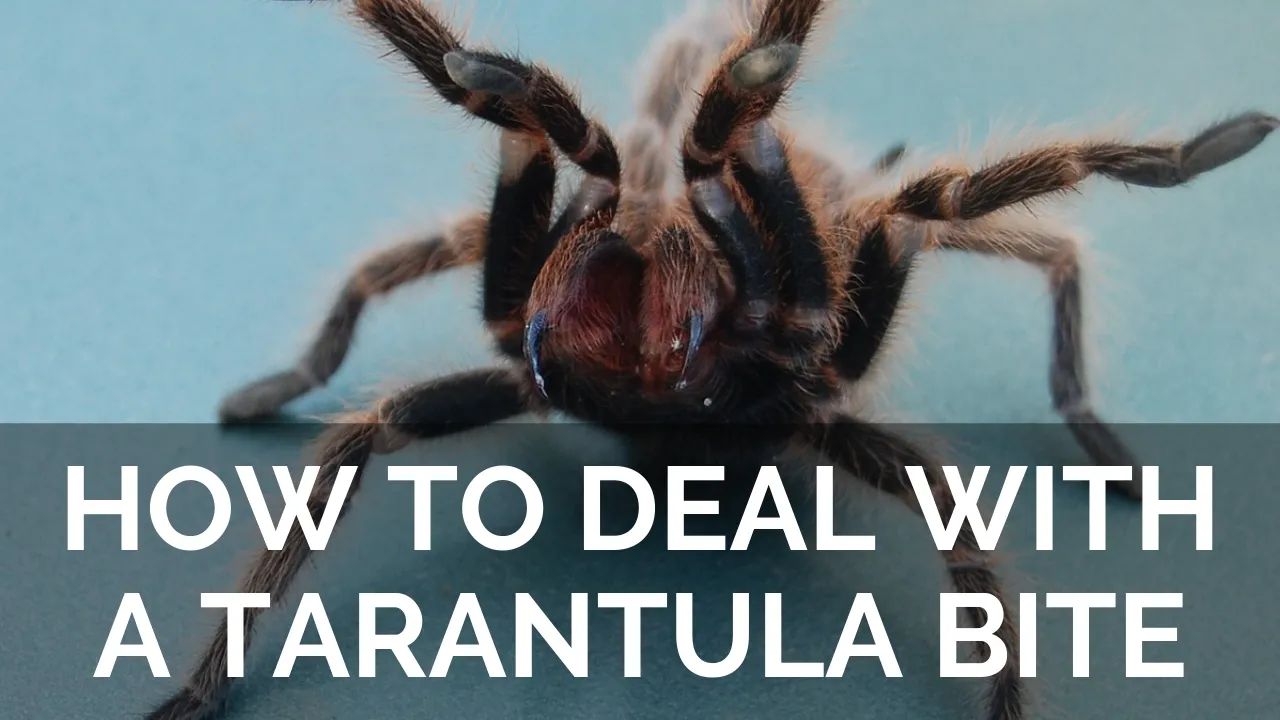 21374 tarantula first aid image6