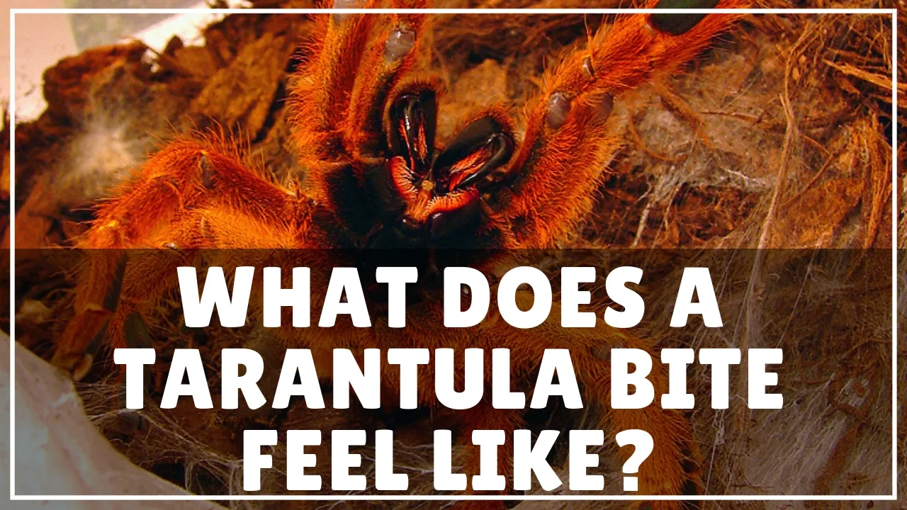 21374 tarantula mouthparts image3