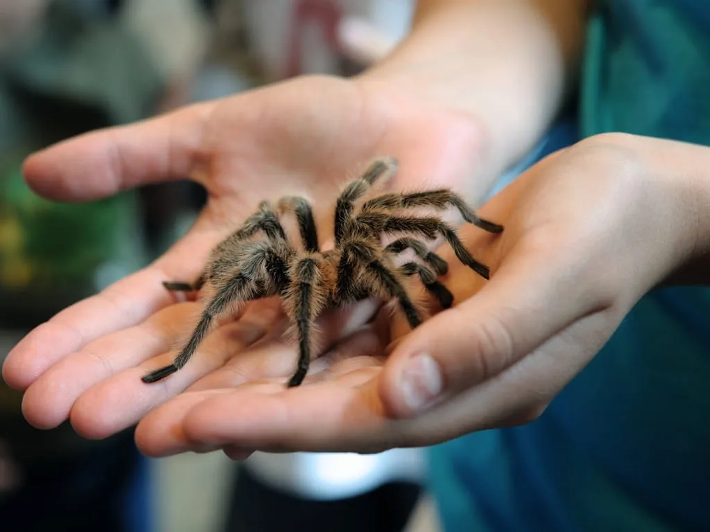 /img/21374-tarantula-safe-handling-image7.webp