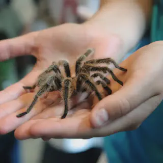 /img/21374-tarantula-safe-handling-image7.webp