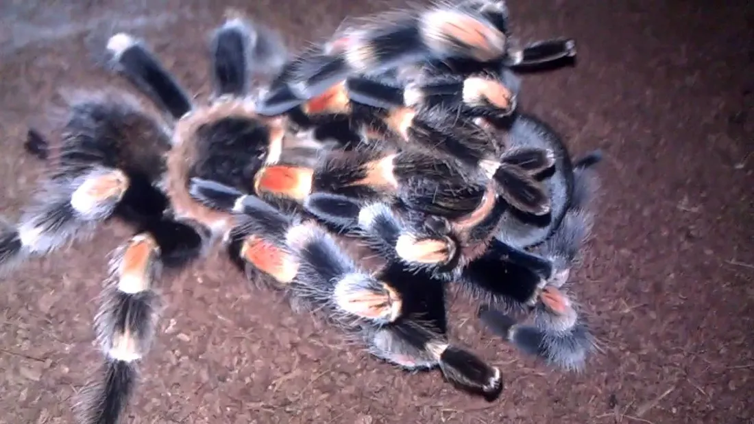 21375 mexican red knee tarantula handling