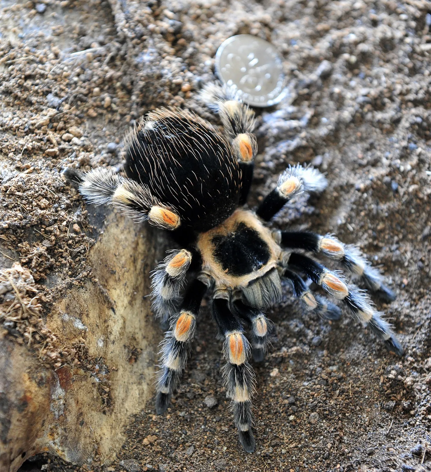 21375 mexican red knee tarantula substrate