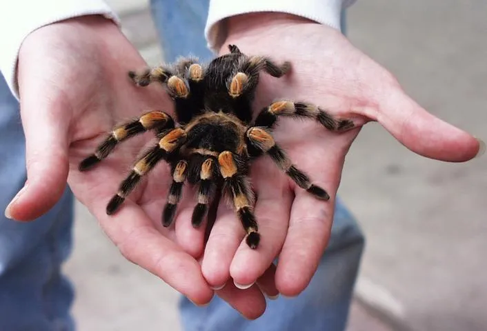 /img/21375-mexican-red-knee-tarantula-temperature.webp