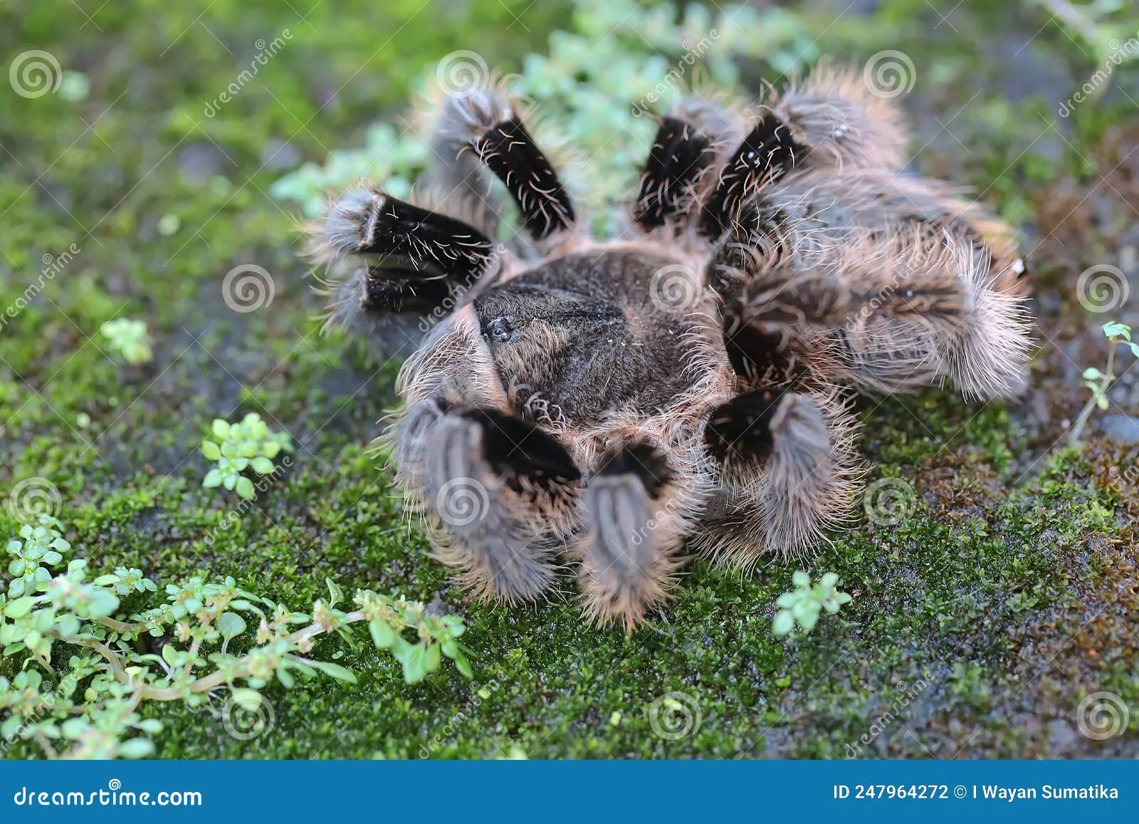 21377 brazilian black tarantula