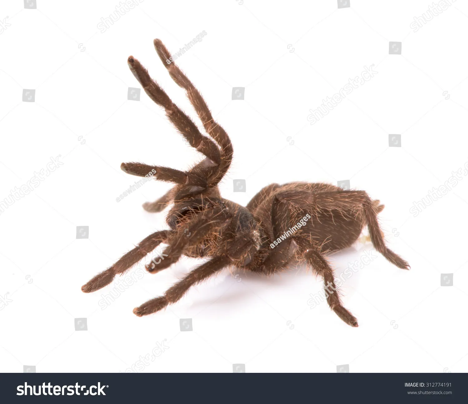 21377 cobalt blue tarantula