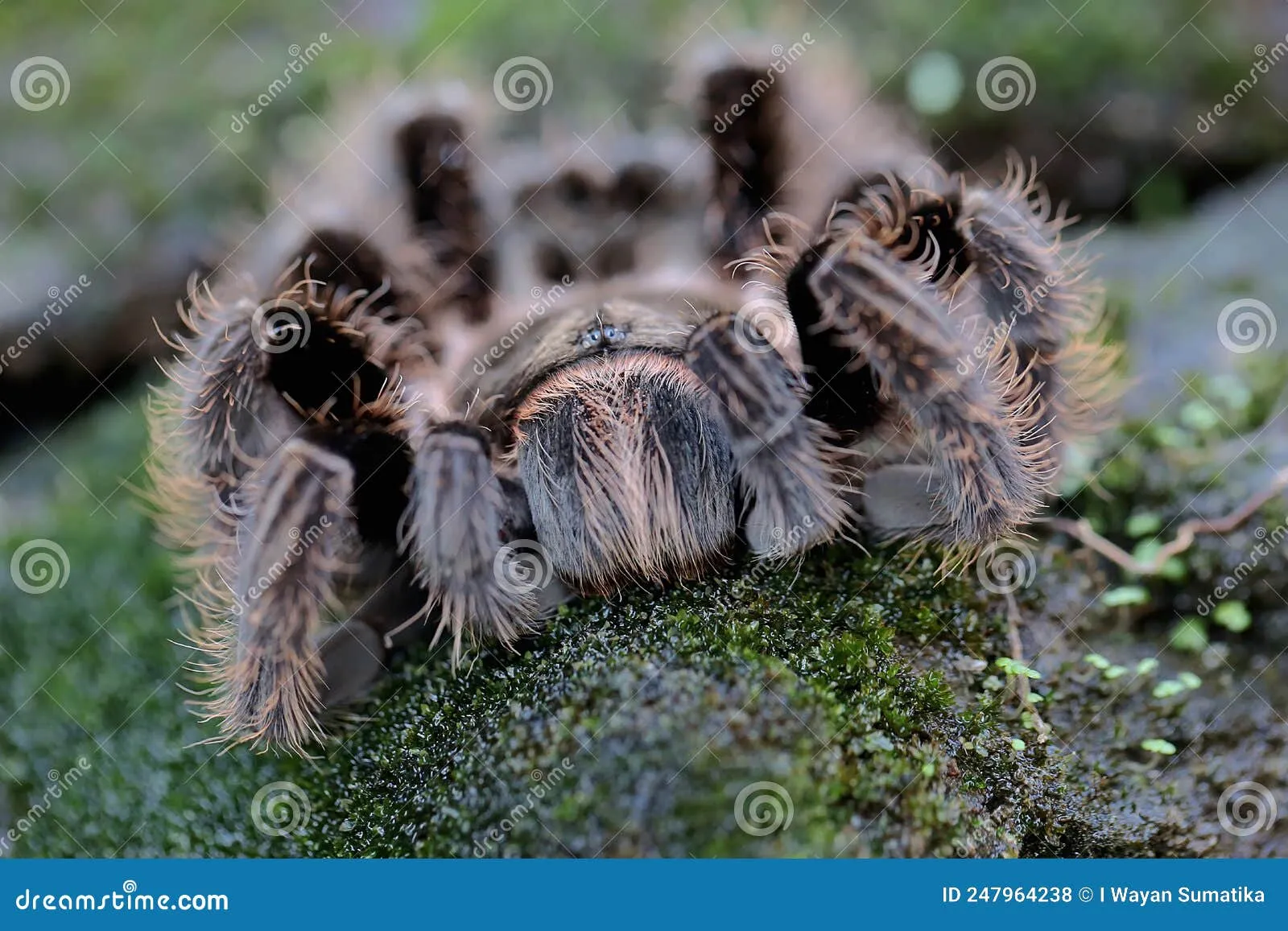 21377 pinkfoot goliath tarantula
