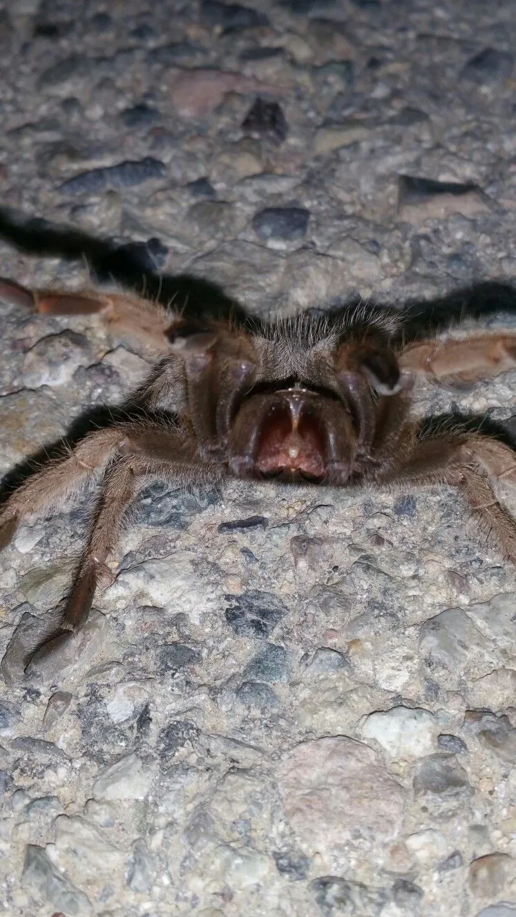 21377 tiger rump tarantula