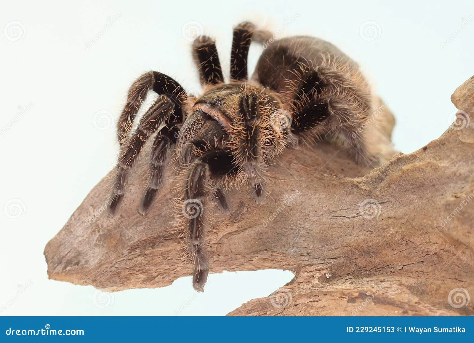 /img/21377-venezuelan-suntiger-tarantula.webp