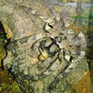 /img/21378-tarantula-molting.webp