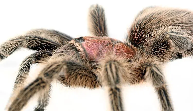21381 rose hair tarantula enclosure