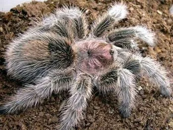 21381 rose hair tarantula feeding