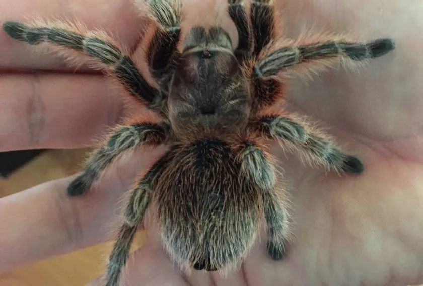 21381 rose hair tarantula habitat