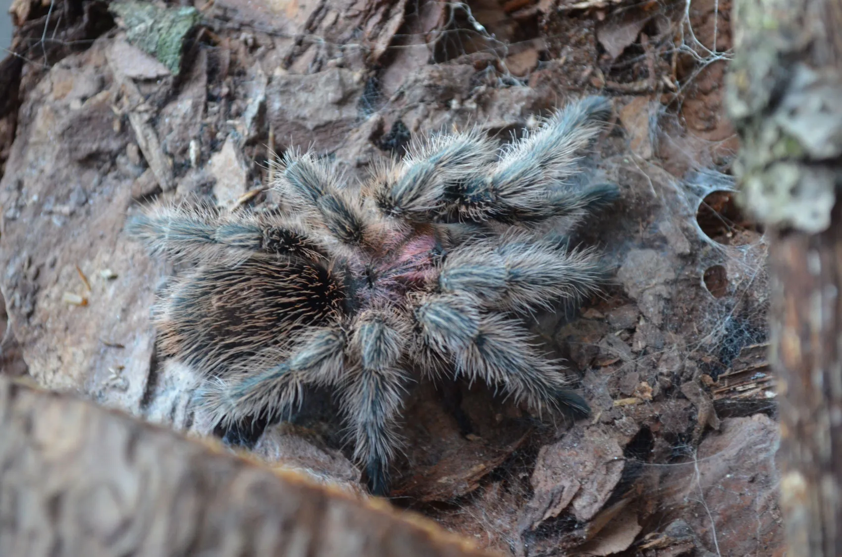 21381 rose hair tarantula handling