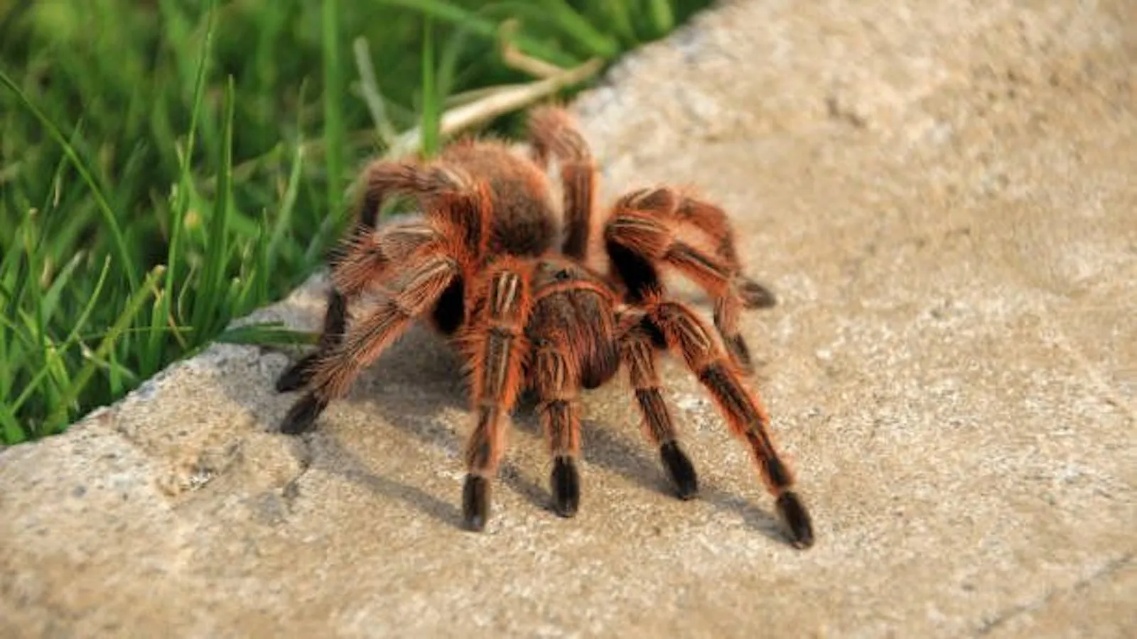 /img/21381-rose-hair-tarantula-health.webp
