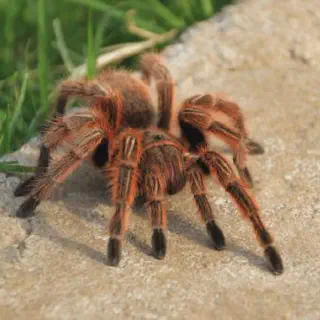 /img/21381-rose-hair-tarantula-health.webp