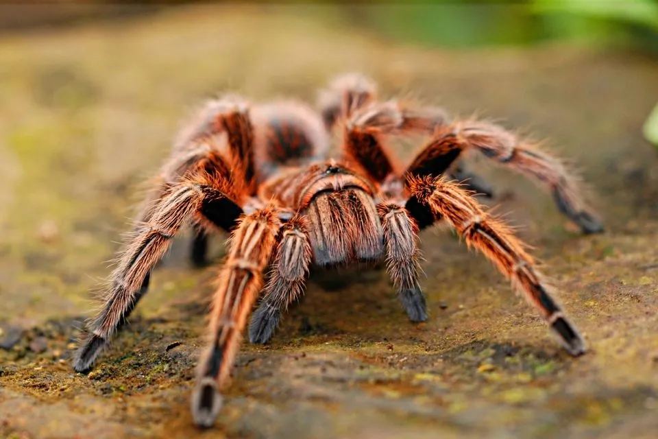 21381 rose hair tarantula molting