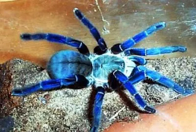 21382 cobalt blue tarantula close up