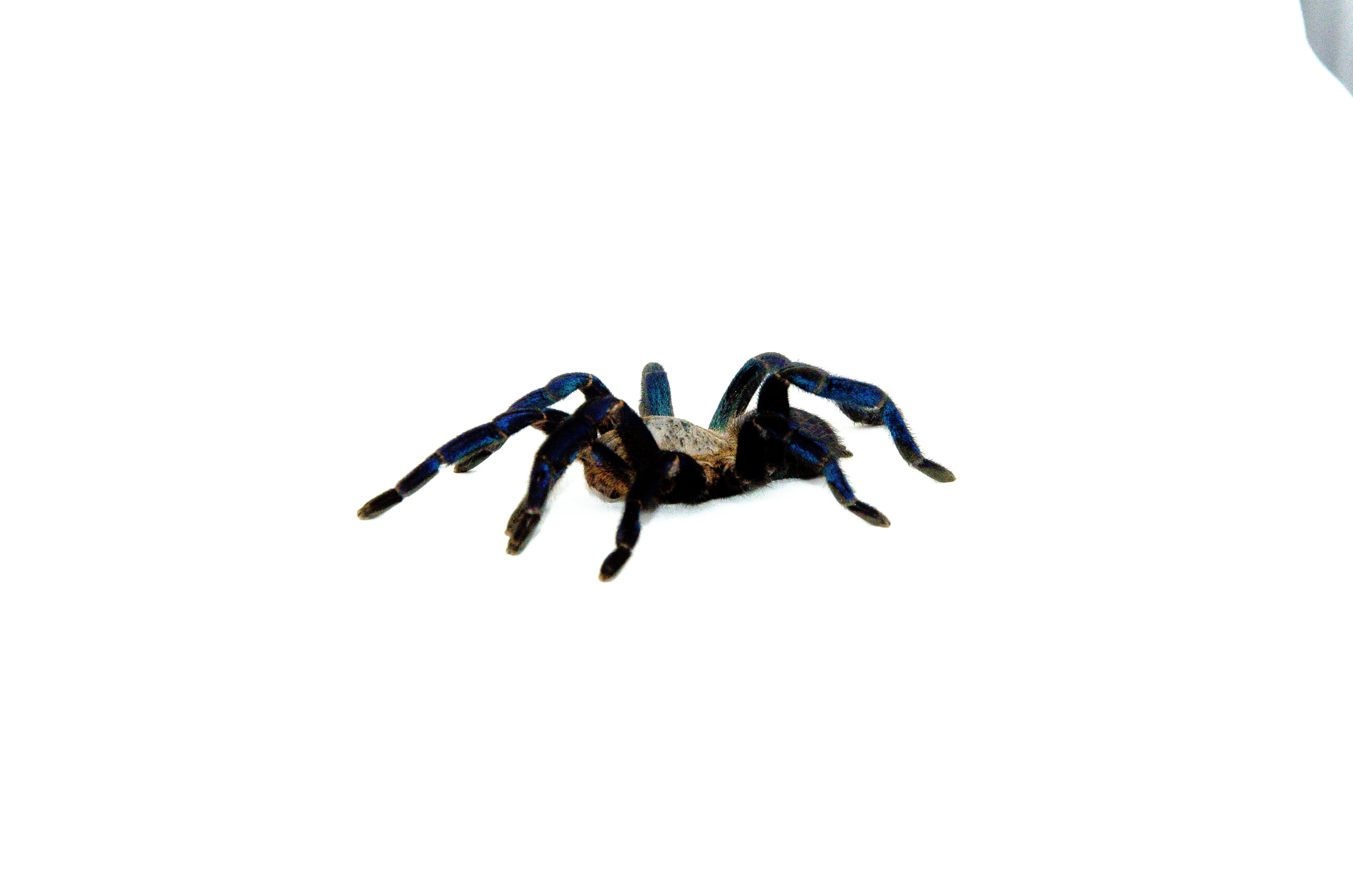 /img/21382-cobalt-blue-tarantula-egg-sac.webp