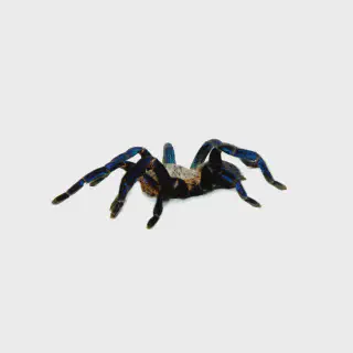 /img/21382-cobalt-blue-tarantula-egg-sac.webp