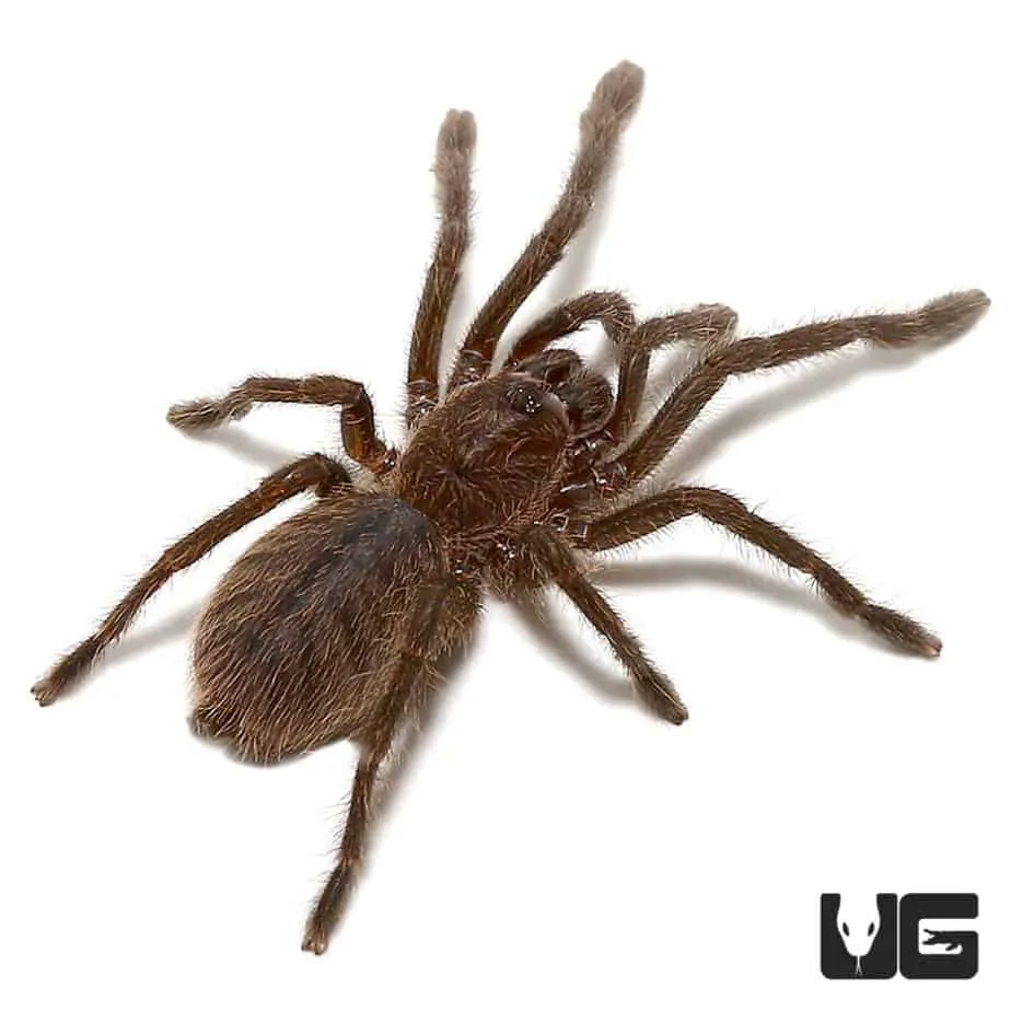 21382 cobalt blue tarantula feeding