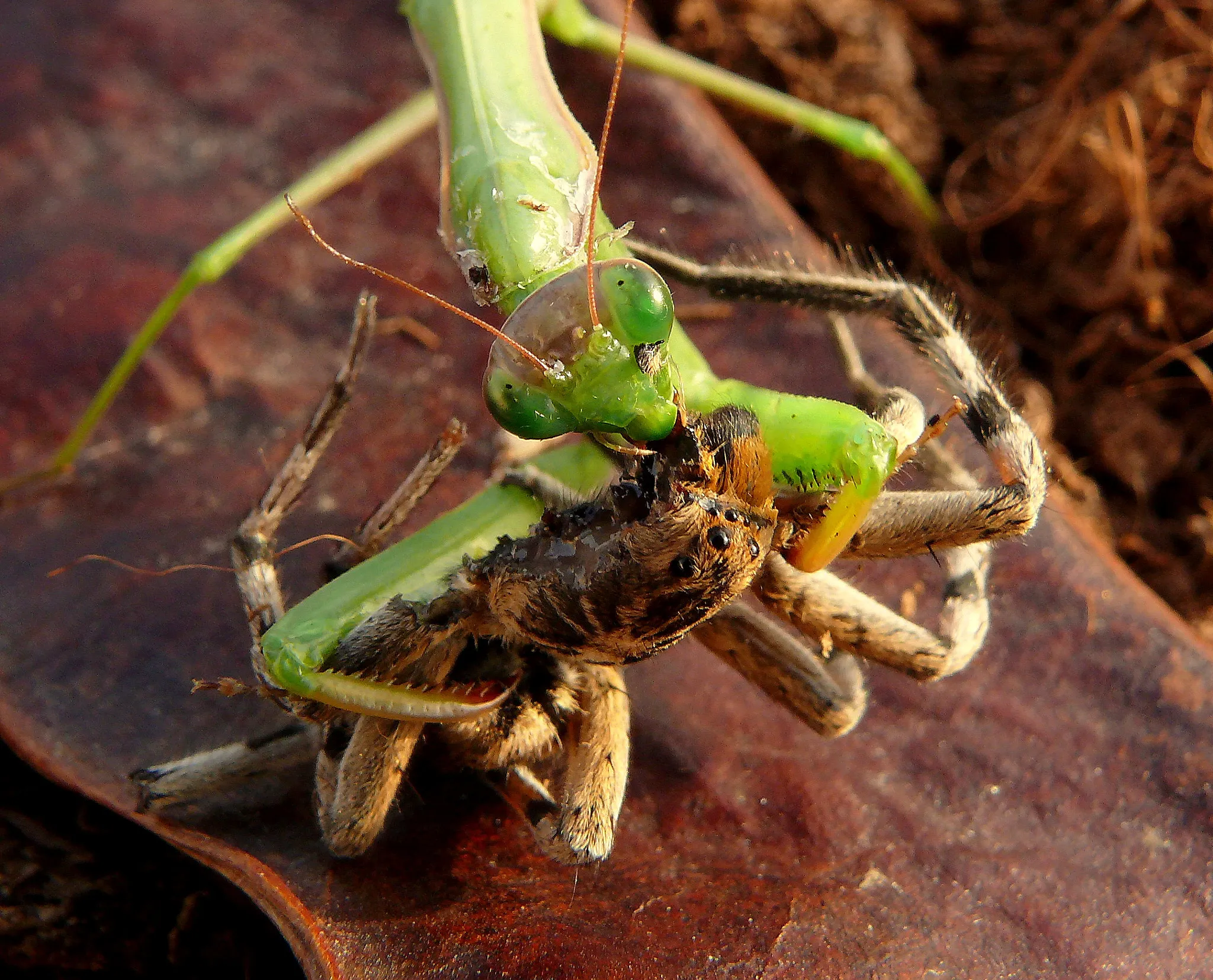 /img/21383-mantis-vs-tarantula-habitat.webp
