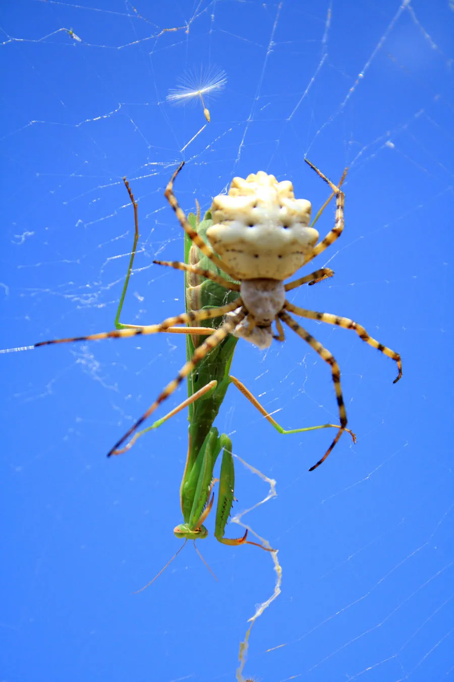 21383 tarantula anatomy