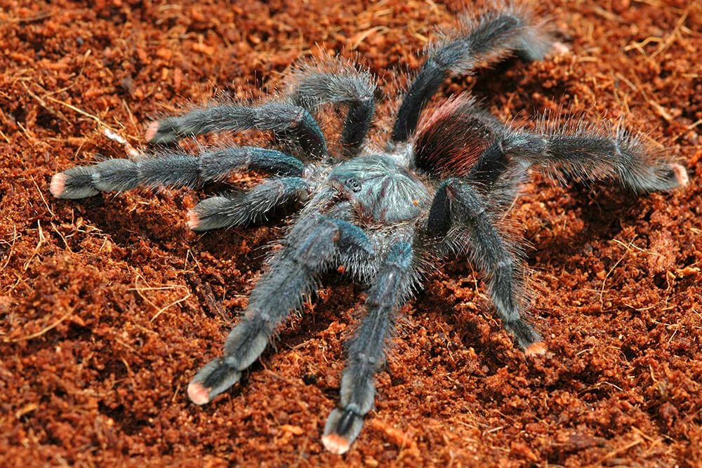 21384 otb tarantula behavior