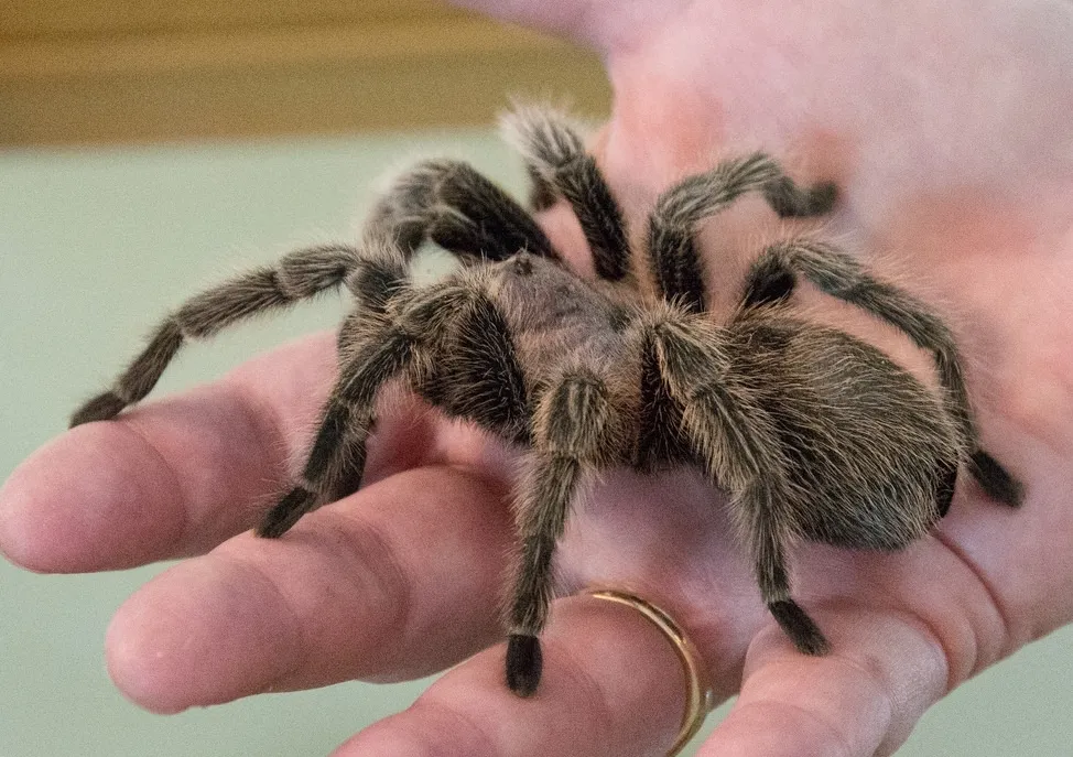 21384 otb tarantula colors
