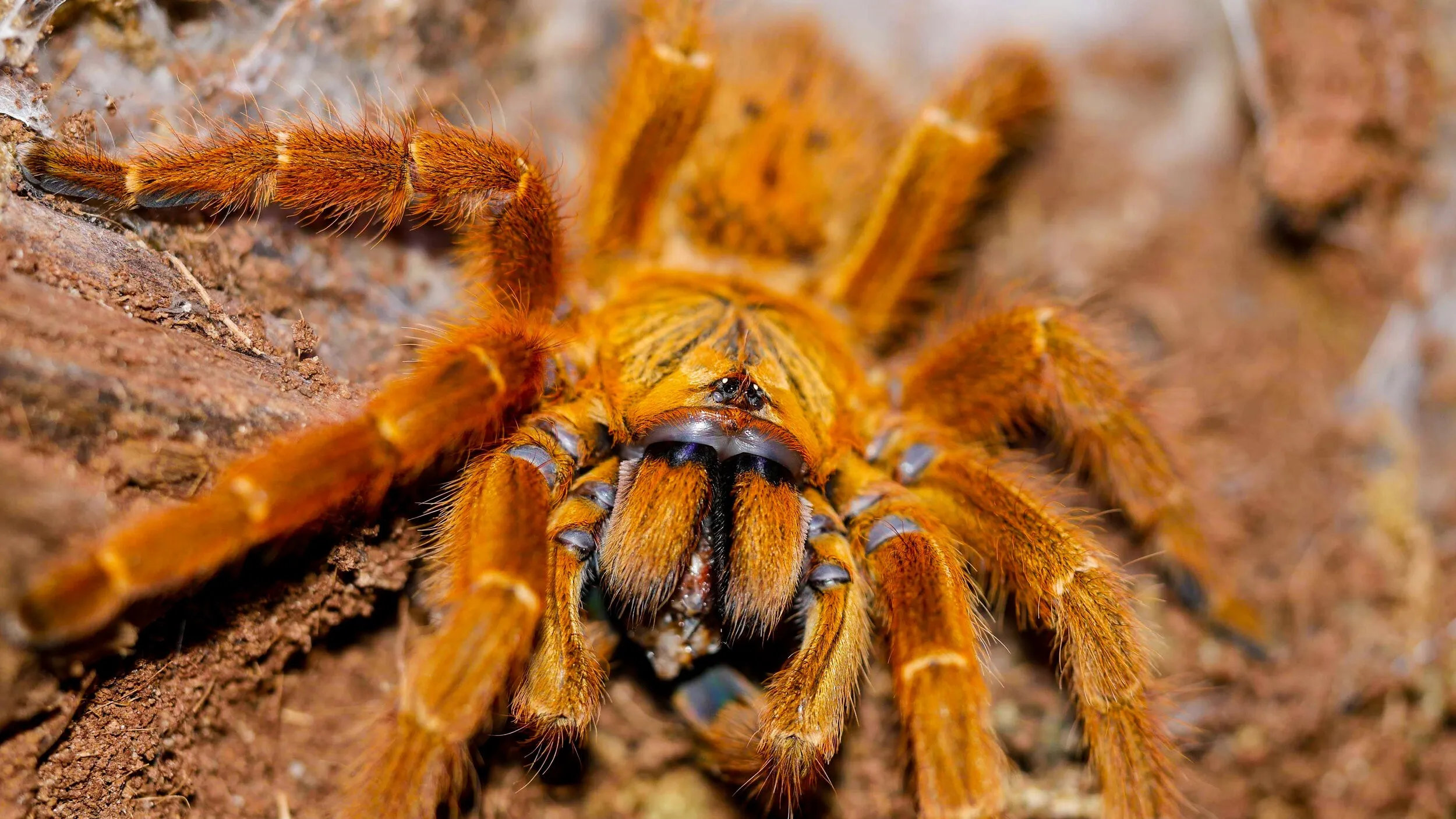21384 otb tarantula enclosure